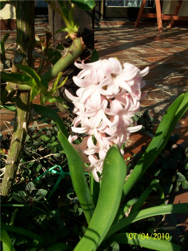zumbul -lat. hyacinthus